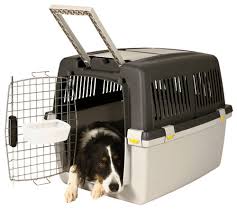 Dog in travel crate