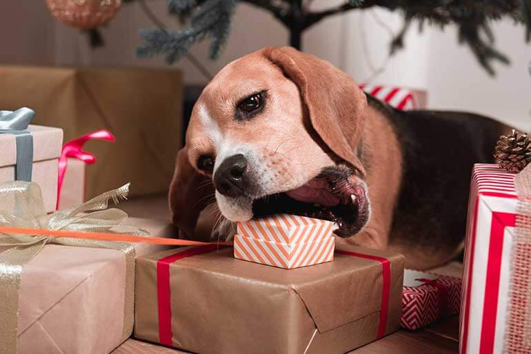 The Woof-tastic Guide to Christmas Gifts for Puppies Unwrap a Joyful Holiday