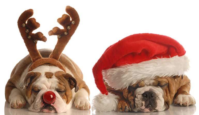 Best Christmas Gifts For Dogs That Will Last Until The Next Year ...