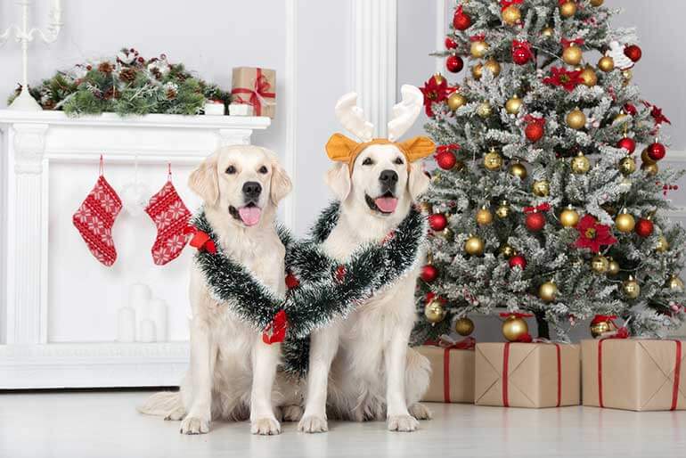 Unleashing Holiday Cheer Dog Christmas Presents