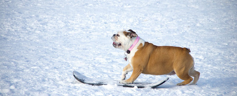 A dog rides down a snowy hill on a snowboard.