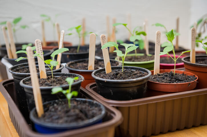 Seedlings in boxes.