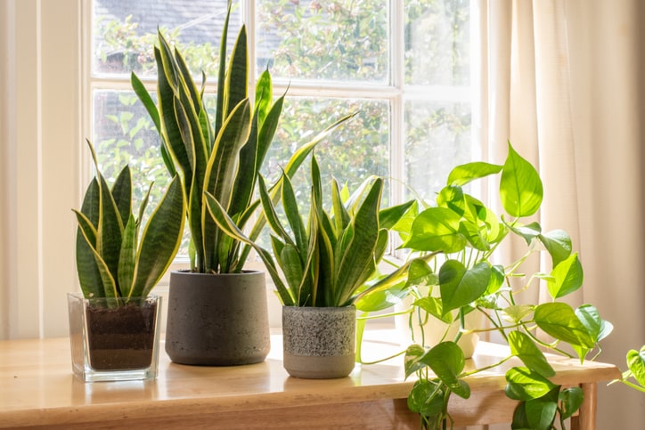 House plants on table in front of a window.
