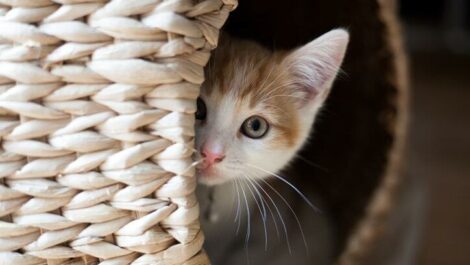 anxious kitten peeking out behind basket