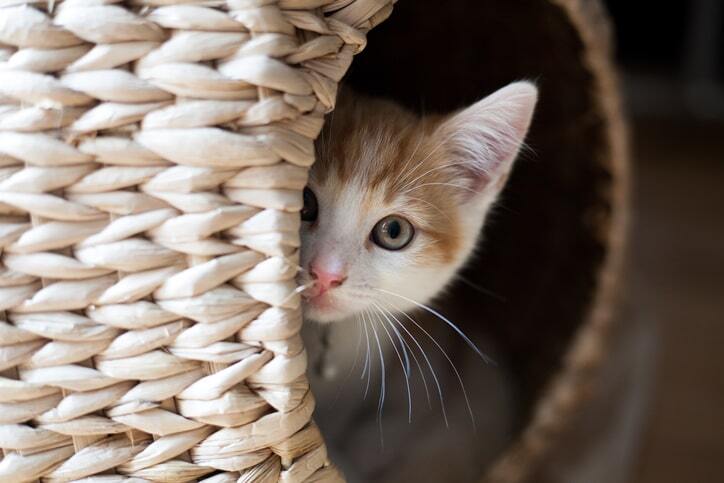 anxious kitten peeking out behind basket
