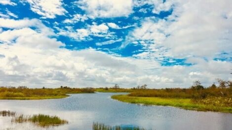 Wide shot of the water at a Spring Hill conservation park