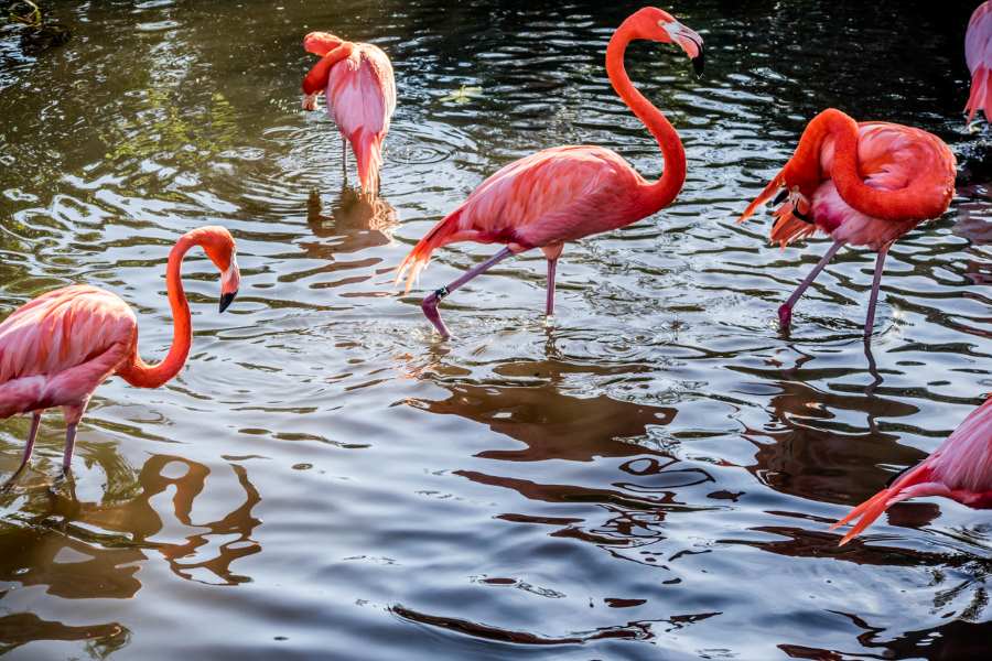 Flamingos bathing themselves in a body of water