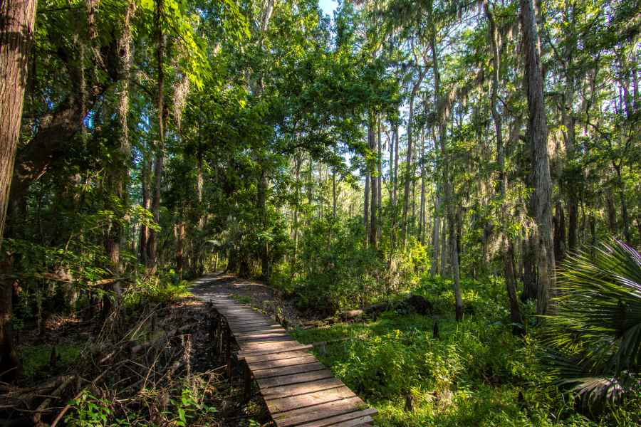A wooden path through a green, forested area near Orlando, FL.