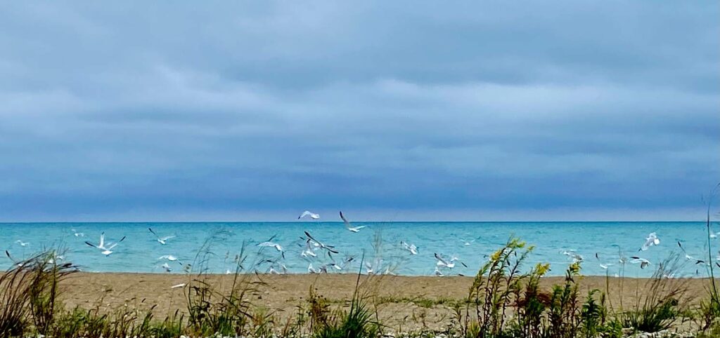 The beach at lake michigan with seagulls flying low